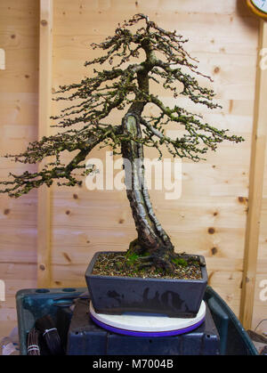 A specimen informal upright Larix Kaempheri (Larch) bonsai following routine spring maintenance and branch placement and pruning. This tree is approx Stock Photo