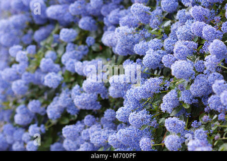 Beautiful bed of blooming Californian lilac flowers (Ceanothus thyrsiflorus repens). Shallow depth of field. Stock Photo