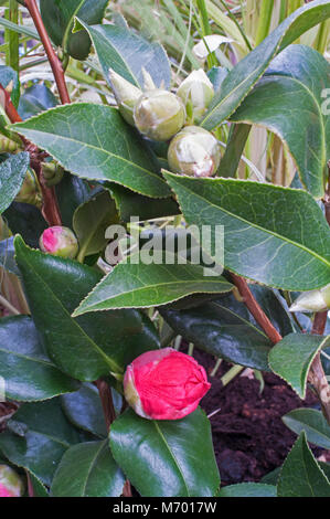 Picture of Camellia flower bud breaking open. Stock Photo