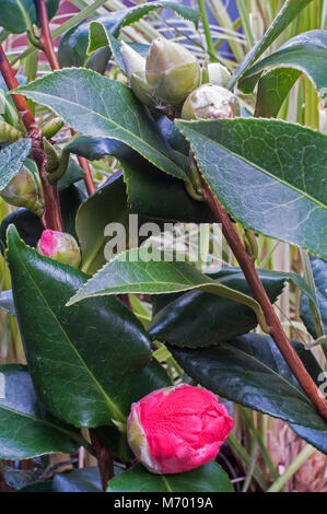 Picture of Camellia flower bud breaking open. Stock Photo