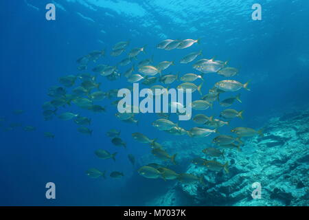 School of fish sea bream salema porgy underwater in the Mediterranean sea, Vermilion coast, Pyrenees-Orientales, Roussillon, France Stock Photo