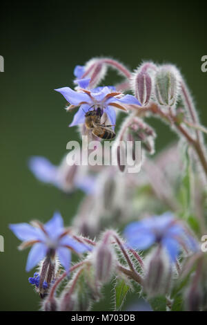 Bee pollinating borage in a garden, Milborne Port, Somerset, England, UK Stock Photo