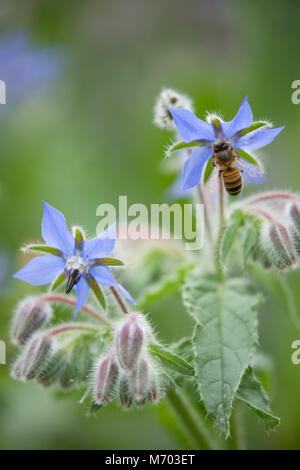 Bee pollinating borage in a garden, Milborne Port, Somerset, England, UK Stock Photo