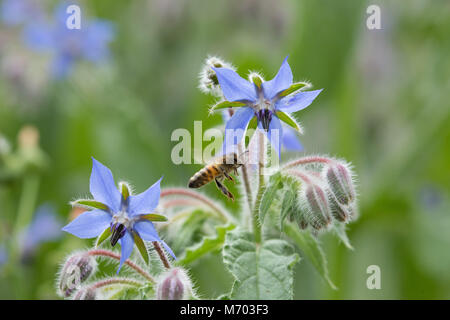 Bee pollinating borage in a garden, Milborne Port, Somerset, England, UK Stock Photo