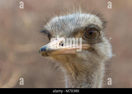 Ostrich Etosha National Park Stock Photo