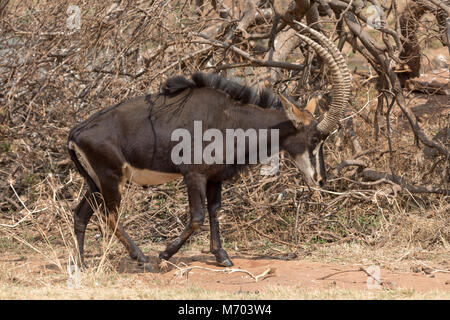 Sable Anteloppe Kruger National Park Stock Photo