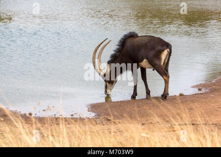 Sable Anteloppe Kruger National Park Stock Photo