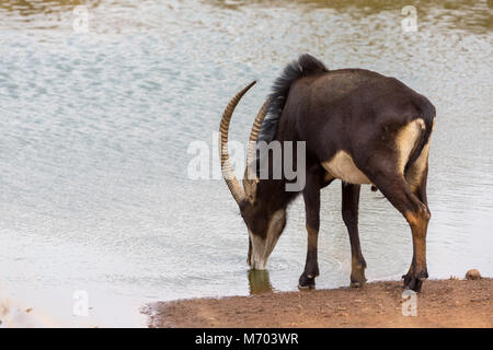 Sable Anteloppe Kruger National Park Stock Photo