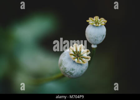 Close up of two Opium Poppy (Papaver somniferum) seed pods Stock Photo