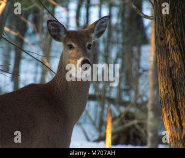 Antlerless buck whitetail deer standing under trees in winter on snow, looking at camera Stock Photo