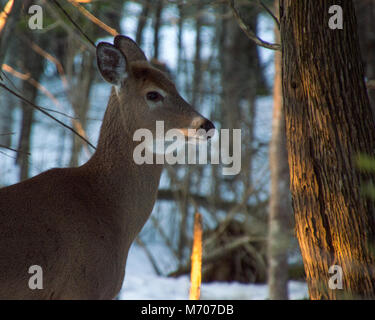 Antlerless buck whitetail deer standing under trees in winter on snow, looking puzzled Stock Photo