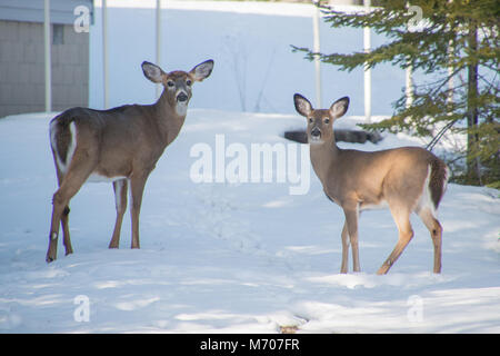 Antlerless buck and doe white tail deer standing in a driveway in winter on snow Stock Photo