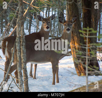 Antlerless buck and doe white tail deer standing under trees in winter on snow Stock Photo