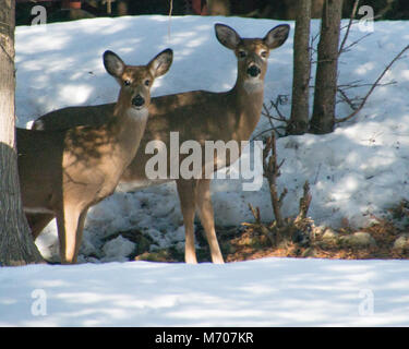 Antlerless buck and doe white tail deer standing under trees in winter on snow Stock Photo