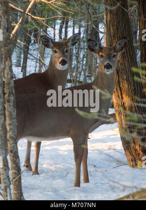 Antlerless buck and doe white tail deer standing under trees in winter on snow Stock Photo