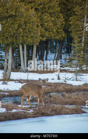 A white tail deer looking at the camera by cedar trees and creek in winter snow Stock Photo