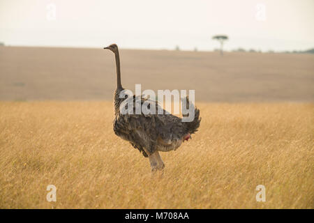 A female ostrich or common ostrich (Struthio camelus) standing in dry grass on a hazy sunny day, Masai Mara, Kenya Stock Photo