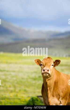 Single Limousine cow in wildlife machair grazing land with the hills of South Uist in the background Stock Photo