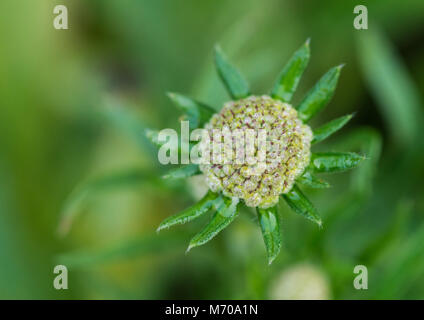 A macro shot of a scabious flower bud. Stock Photo