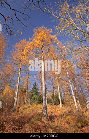 Trees in autumn colours, Gwydyr Forest, North Wales Stock Photo
