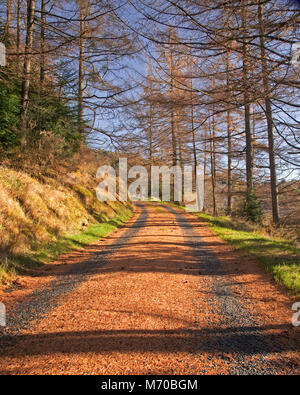 Trees in autumn colours, Gwydyr Forest, North Wales Stock Photo
