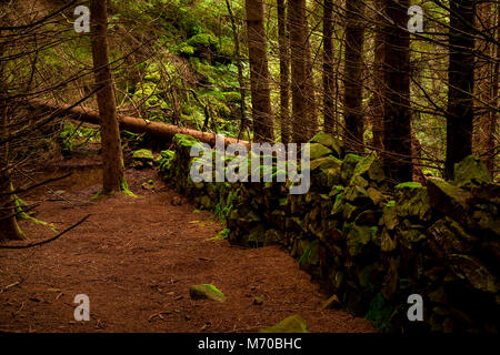 Old drystone wall in the Gwydyr Forest, North Wales Stock Photo
