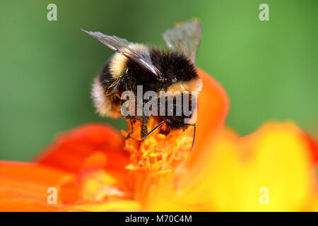 Macro shot of a bumble bee pollinating an orange coreopsis flower Stock Photo