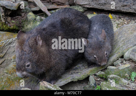 Mother and baby womabts Stock Photo