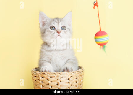 gray playful furry British small cat on a yellow background in a wicker basket with a toy on a string Stock Photo
