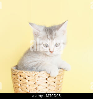 Beautiful striped fluffy kitten sitting in wicker basket on yellow background Stock Photo