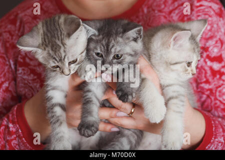 woman in a red jacket holding three little furry kitten Stock Photo