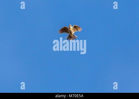 A common skylark in flight Stock Photo