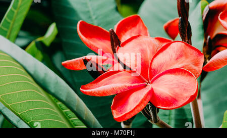 Bunch of red frangipani plumeria flowers on sunny day Stock Photo