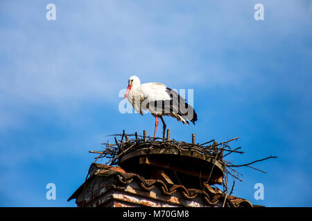 Stork in the nest Stock Photo