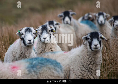 Swaledale ewes near Hawes, North Yorkshire, United Kingdom. Stock Photo