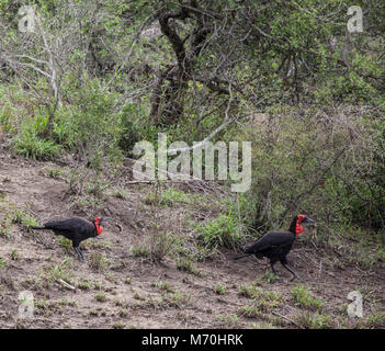 Two Southern Ground Hornbills, Bucorvus leadbeateri, feeding on African Bullfrogs in Kruger NP. One has tossed its frog up to 'go down' more easily. Stock Photo