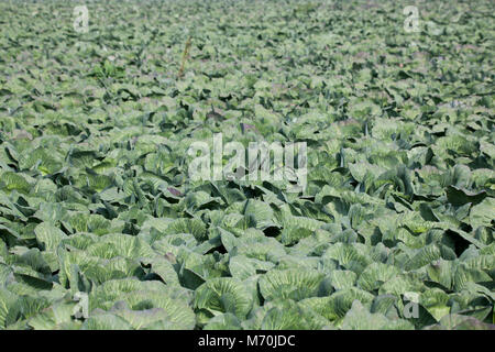 a cabbage field in the fall just before the harvest Stock Photo