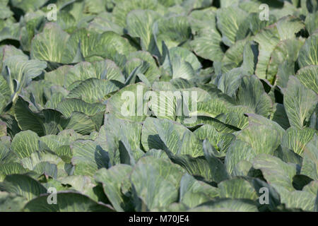 a cabbage field in the fall just before the harvest Stock Photo
