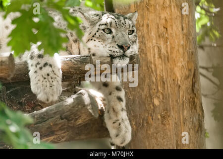 beautiful cat snow leopard - Irbis, Uncia uncia, endangered species in world Stock Photo