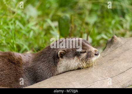 beautiful and playful river otter, wildlife Czech republic Stock Photo