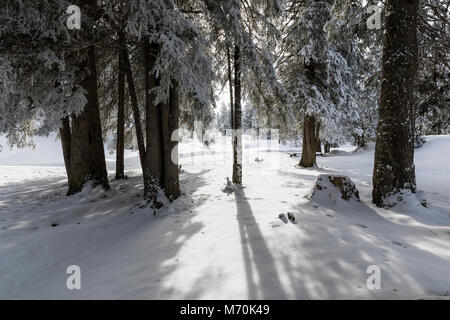 The sun shines through between two fir trees in a winter landscape in Switzerland Stock Photo