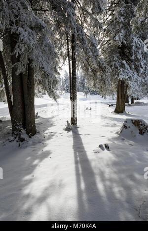 The sun shines through between two fir trees in a winter landscape in Switzerland Stock Photo