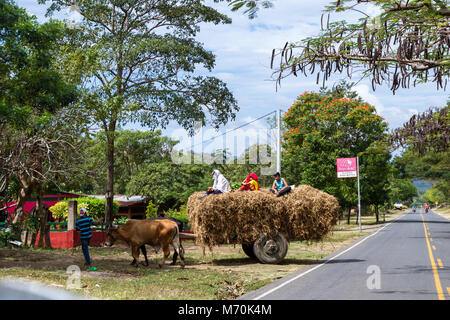 Tola, Nicaragua - January 20: Local farmer transporting hay with a ox pulled cart on the highway in Nicaragua. January 20 2018, Tola, Nicaragua Stock Photo
