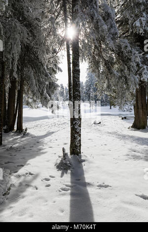The sun shines through between two fir trees in a winter landscape in Switzerland Stock Photo