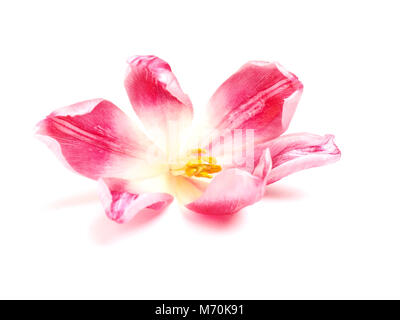 Close up of a beautiful pink tulip on a white background Stock Photo