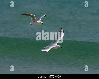 Silver gull Chroicocephalus novaehollandiae in flight on beach Stock Photo