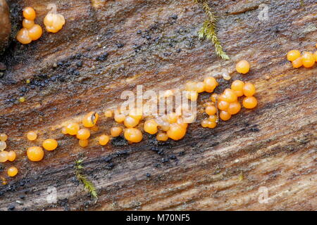 Common jellyspot, Dacrymyces stillatus Stock Photo