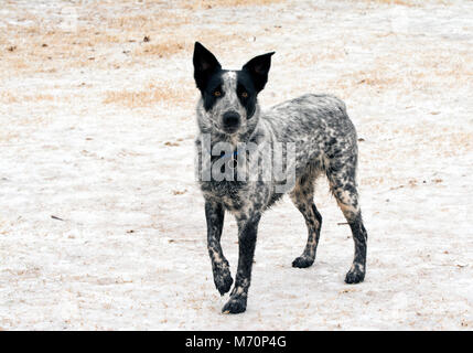 Young Texas Heeler dog standing on frozen, snowy ground looking at the viewer Stock Photo