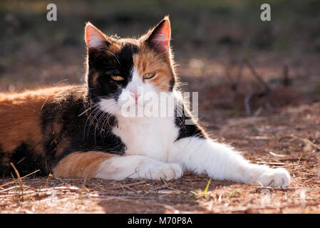 Calico cat back lit by evening sun, resting on the ground Stock Photo