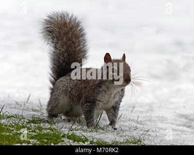 Eastern grey (gray) squirrel standing in snow Stock Photo